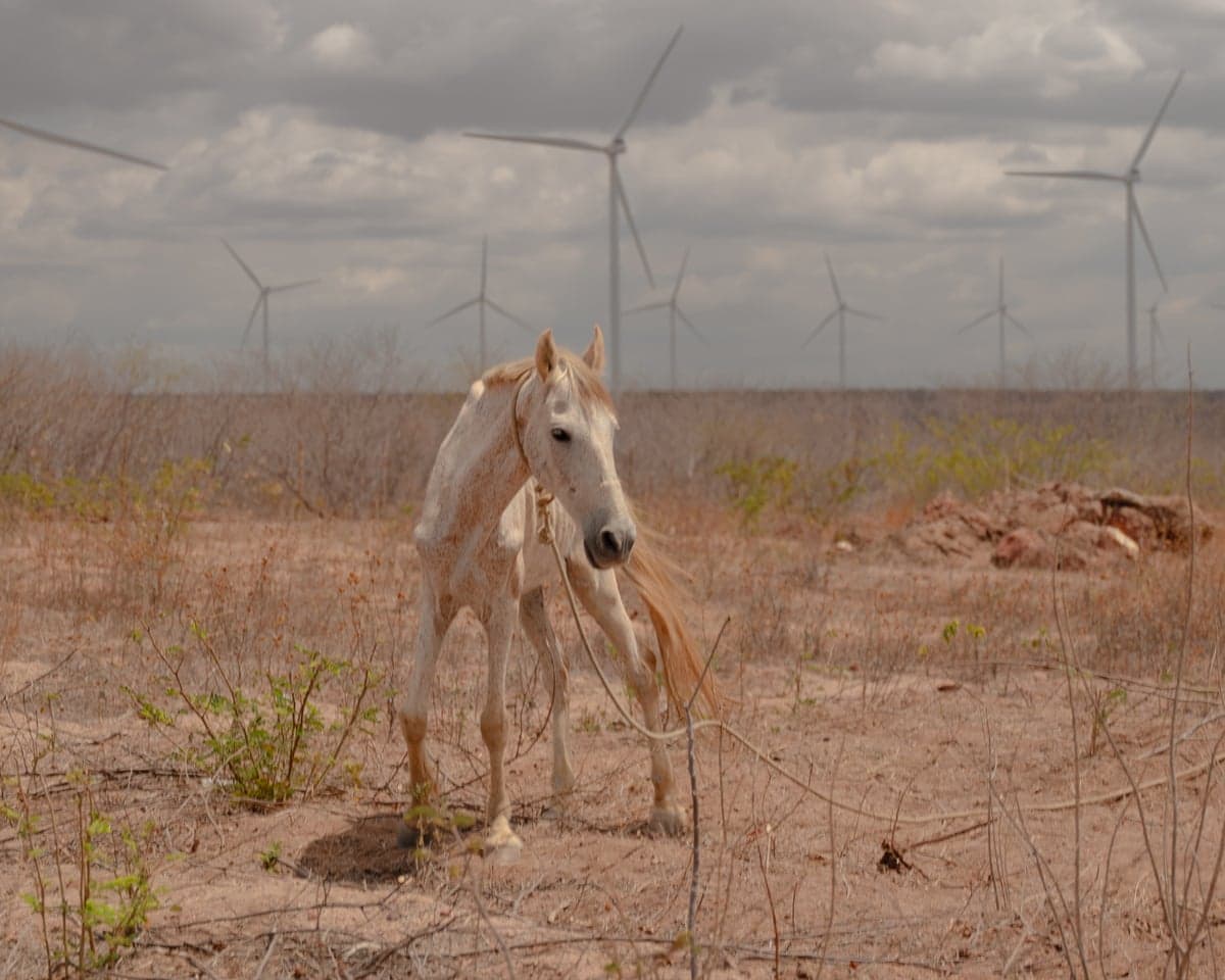 A skinny white horse with a rope halter stands in an arid landscape with rows of wind turbines in the distance
