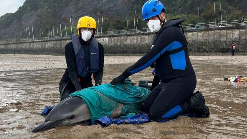 A man and a woman in wetsuits, covid masks and blue and yellow helmets are kneeling in wet sand on either side of a dolphin which has its beak down in the sand, and a blue tarpaulin underneath it. there is a green tarp on it's back and the people have their hands on its back. there is a seawall with sailing boat masts and a cliff and high hill above mumbles in the background.
