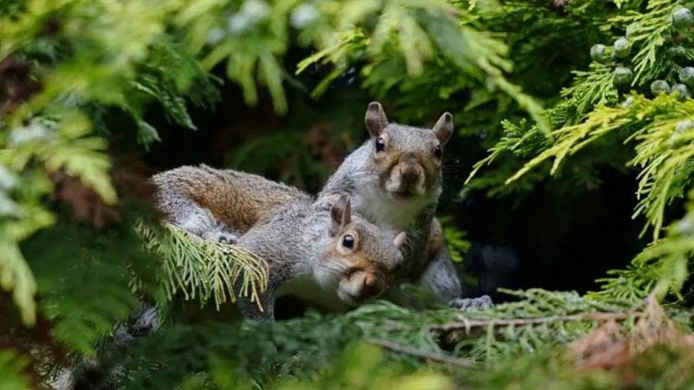 Two grey squirrels are huddled together in woodland pine looking startled. There are tinges of red in their coats. There is a bunch of berries on some leaves.