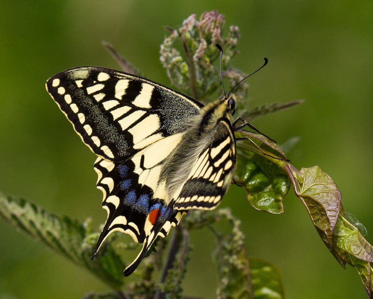 Swallowtail butterfly with pale yellow markings on its wings