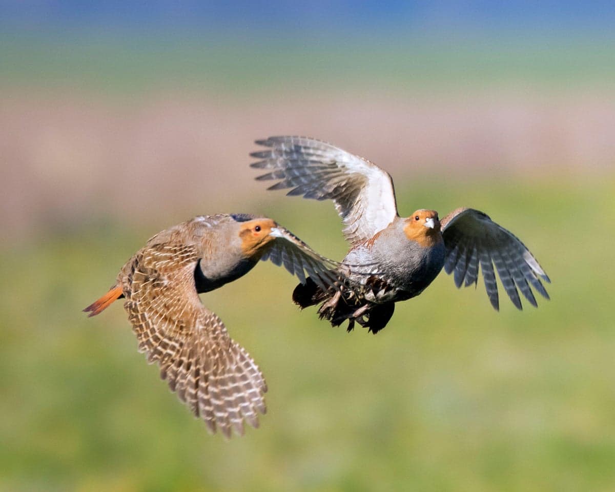Two grey partridges in flight.