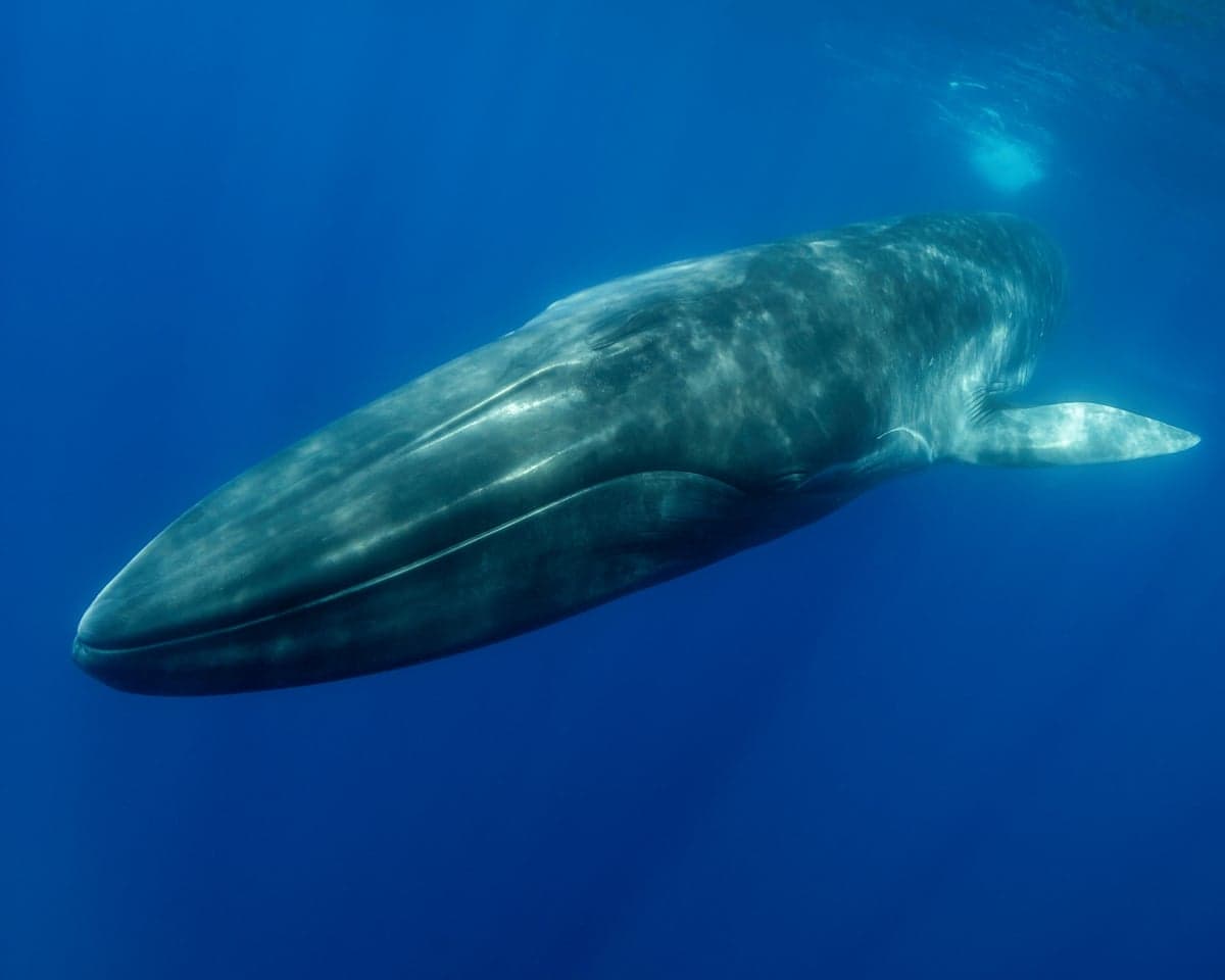 A big fin whale swimming in blue sea