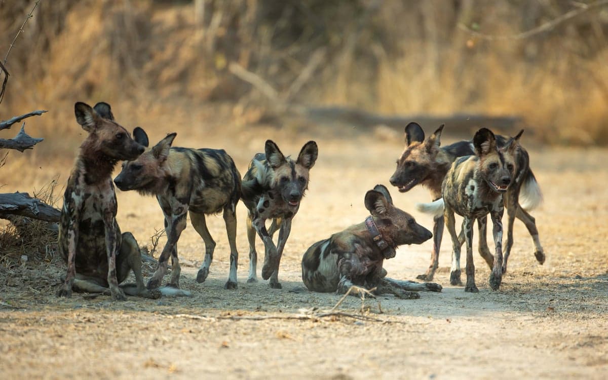 Six African wild dogs – also known as painted dogs for their blotches of yellow and black fur – rest in shade on the savannah. One wears a thick collar