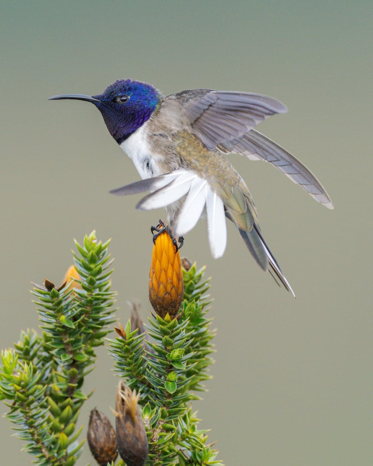 A male Ecuadorian hillstar, a hummingbird native to the Andes, sitting on a chuquiragua, an Andean wildflower