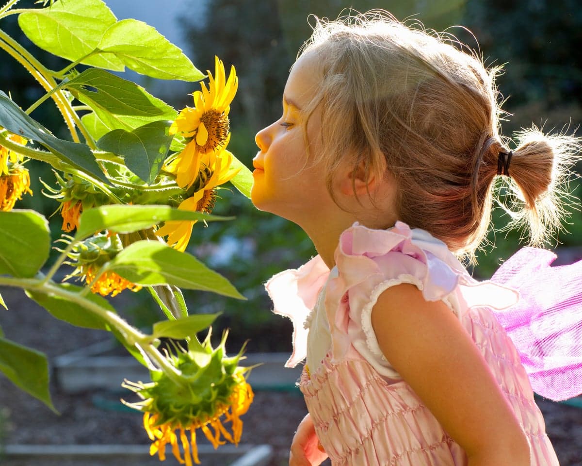 A young girl smelling sunflowers in a garden