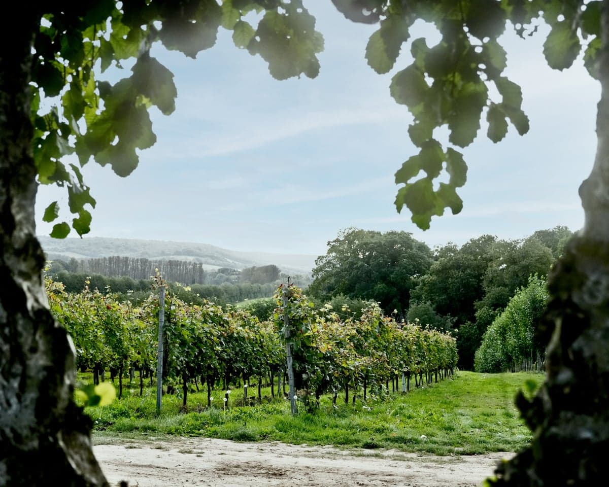 Rows of grapevines stretch through a Kent vineyard valley, framed by overhanging tree branches.