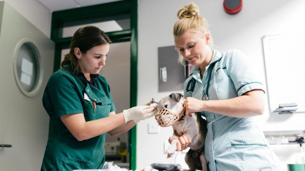 Two female veterinary nurses wearing scrubs attend to a small dog wearing a muzzle in a veterinary hospital