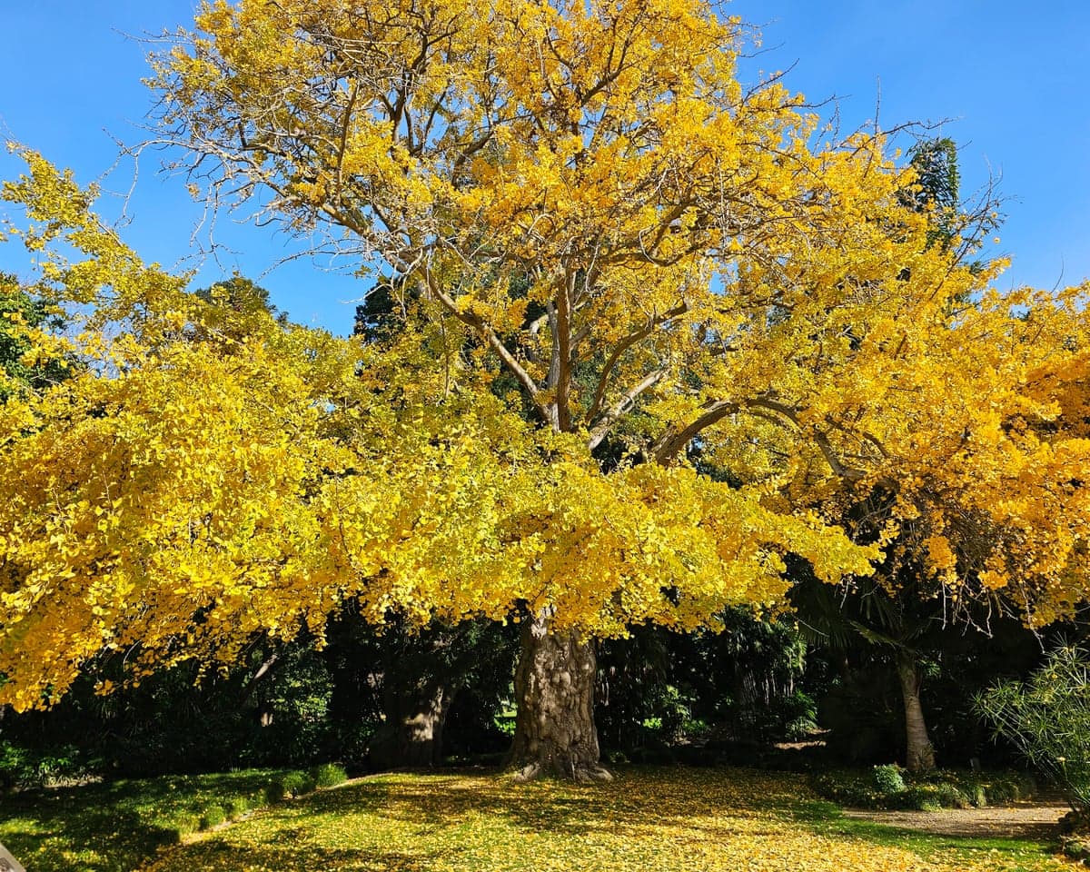 gingko