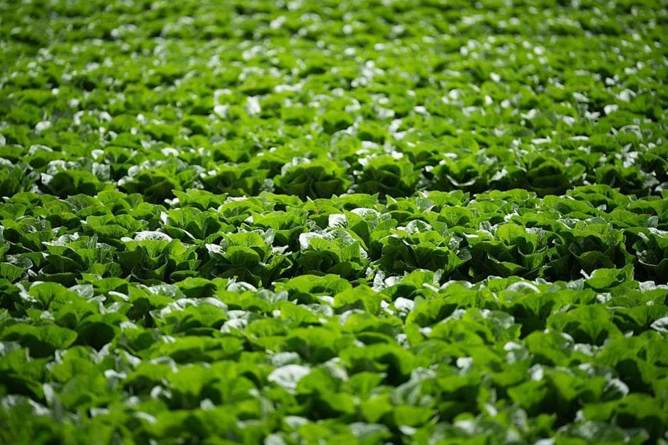 A field of lettuce