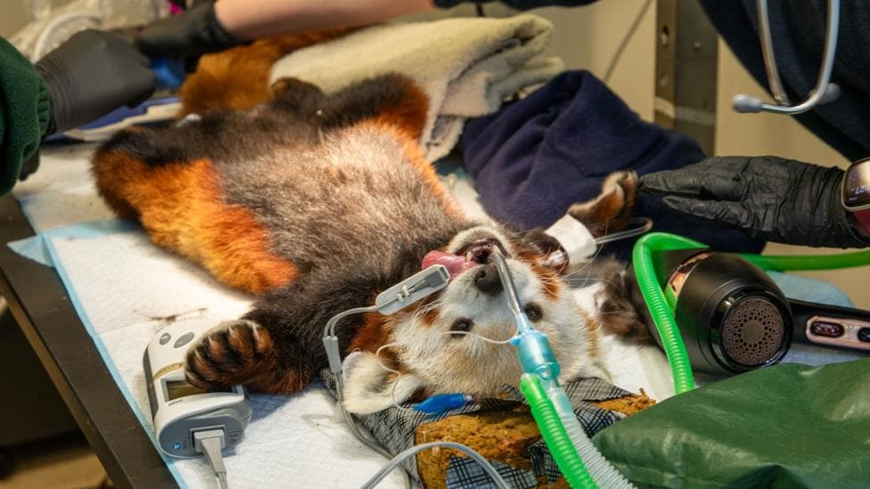 A red panda lying on its back on an operating table. It has orange and brown fur and a white head.