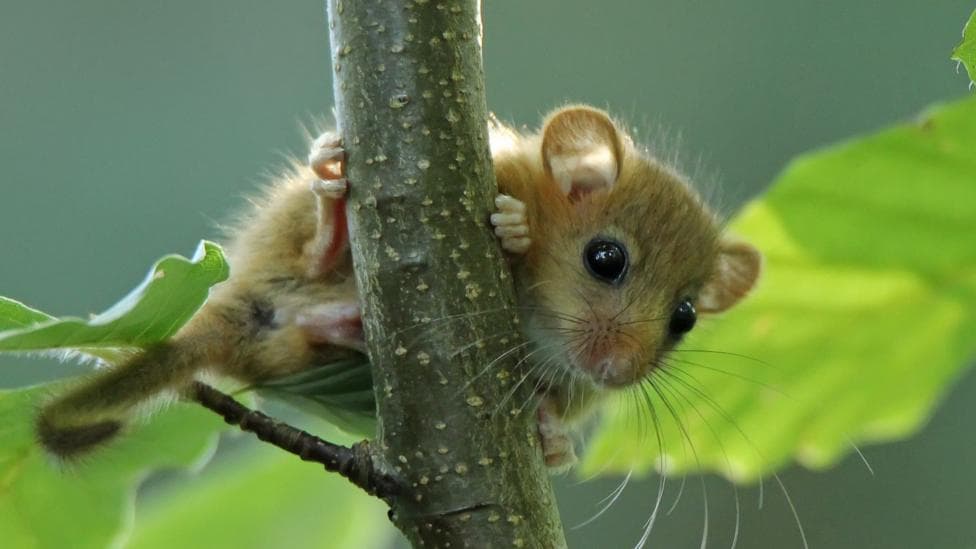 A young hazel dormouse, a small brown rodent with very large eyes, peering out through the leaves of a beech tree.