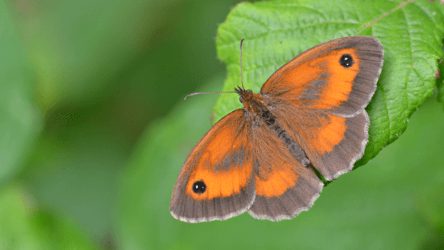 A Gatekeeper butterfly species perched on a leaf. It y is a small brown butterfly with bright orange patches on its upperwings, which likes to bask in the sunshine along hedgerows