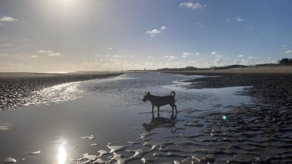 Dog enjoying the September evening sunshine on the beach in Burry Port, Carmarthenshire