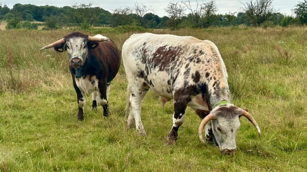 Two long-horned cattle stand in a grassy meadow beneath a cloudy sky. One white-and-brown speckled animal grazes with its head down in the foreground, while a darker brown and white animal faces the camera. Trees and open countryside stretch across the background.