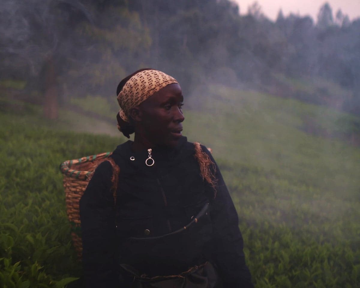 A plantation worker with a woven basket on her back stands in a misty tea field
