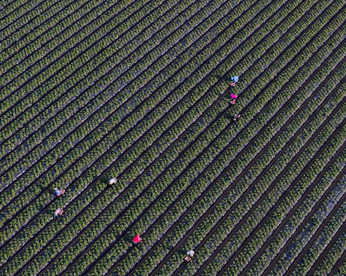 aerial view of farmworkers harvesting strawberries