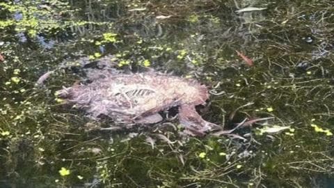 The decomposed remains of an animal floating in weed at the edge of the canal, beneath an overhanging willow
