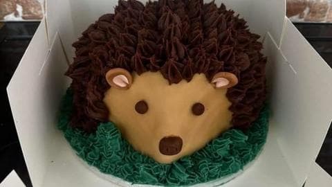 A hedgehog cake in a white box.