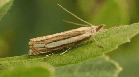 A Bog Grass Moth sits on a leaf. It's a brown moth, with its antennae in the air.