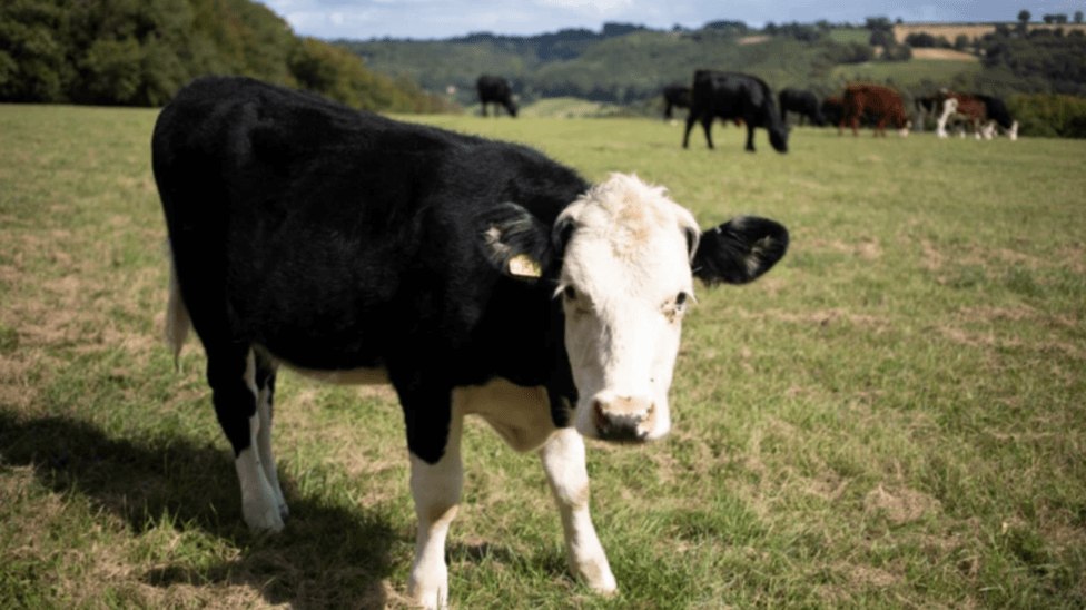 A black and white cow looking at the camera standing in a field with cows, hills, trees and sky in the backgroud.