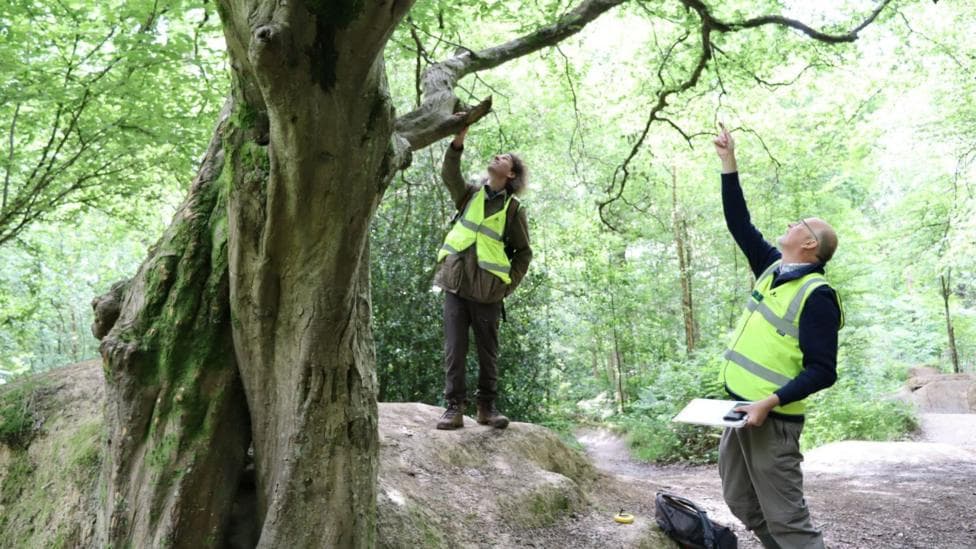 Bob Epsom, on the left, and a Lost Woods volunteer, on the right, recording ancient trees for the mapping process. They are both standing beside a huge tree, and are wearing high-viz clothing.