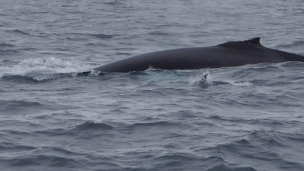 A grey humpack whale in a large body of open water.