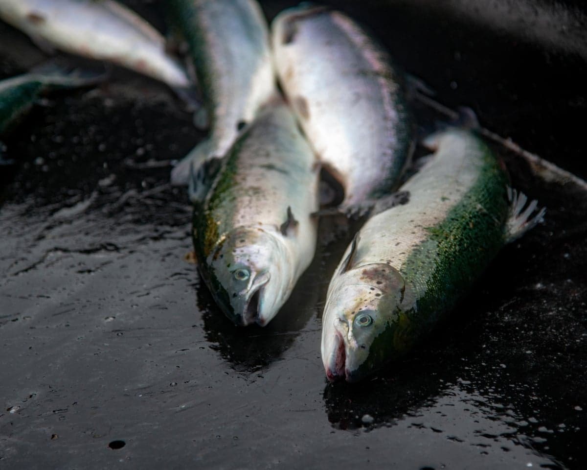Freshly caught salmon lie on a wet dark surface