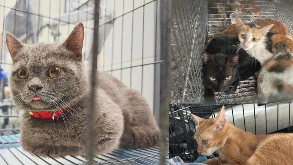 A collage of three pictures showing cats - one is grey, one is orange, and the third picture shows several different cats in a cage.