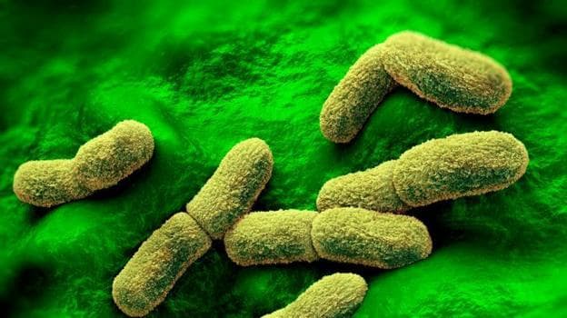 Yersinia pestis plague bacteria, computer illustration