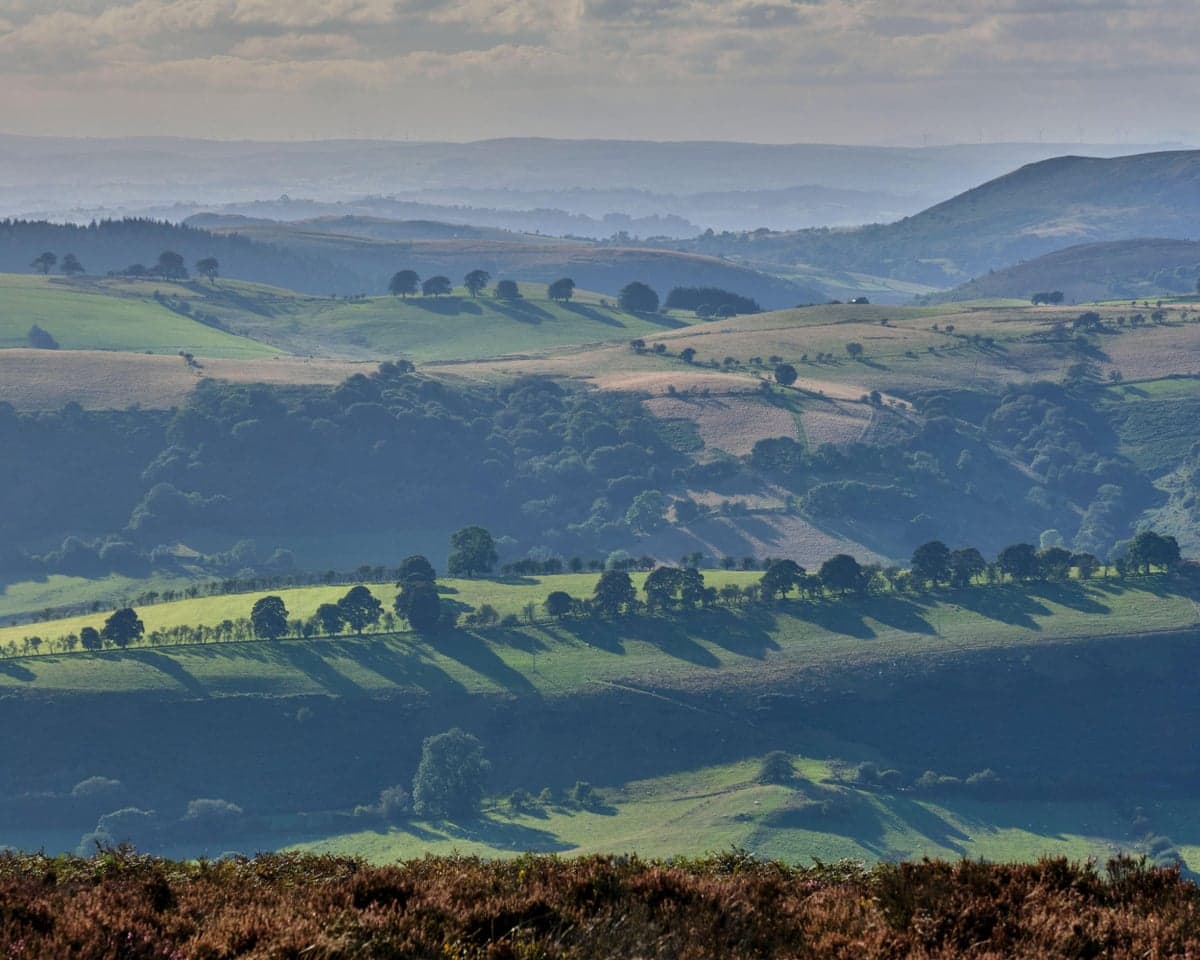 Landscape of rolling hills and in the mid distance a long line of beech trees
