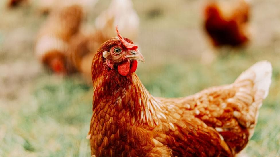 A close up of a hen. The bird's feathers are red and it has a pink comb and wattles. The hen is standing in an open, grassy area and there are others hens in the background.