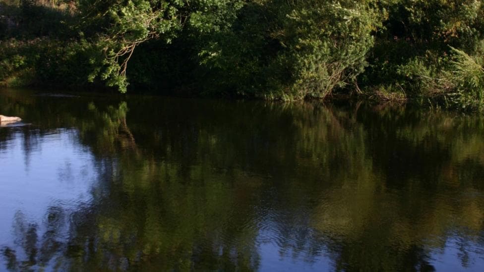 Green trees and water with the shadows of the trees reflecting on the water.