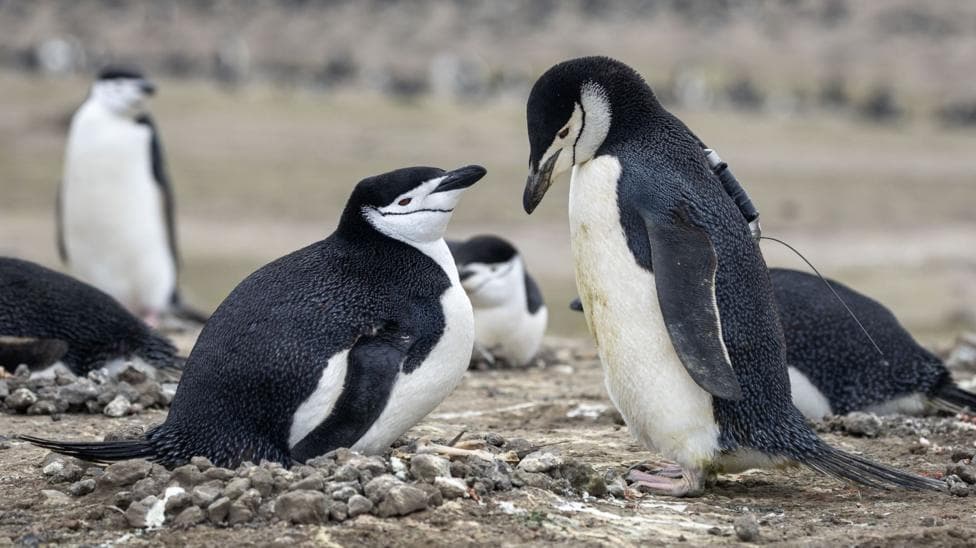 Two black and white chinstrap penguins - that appear to be a nesting pair - face each other in the foreground, while a few others of the same species sit and stand in the background. The landscape is brown and rocky, with the birds sitting on nests made of piles of small rocks. The penguin in the right of the image has a tracking device - a small tracker with an antenna - on its back.