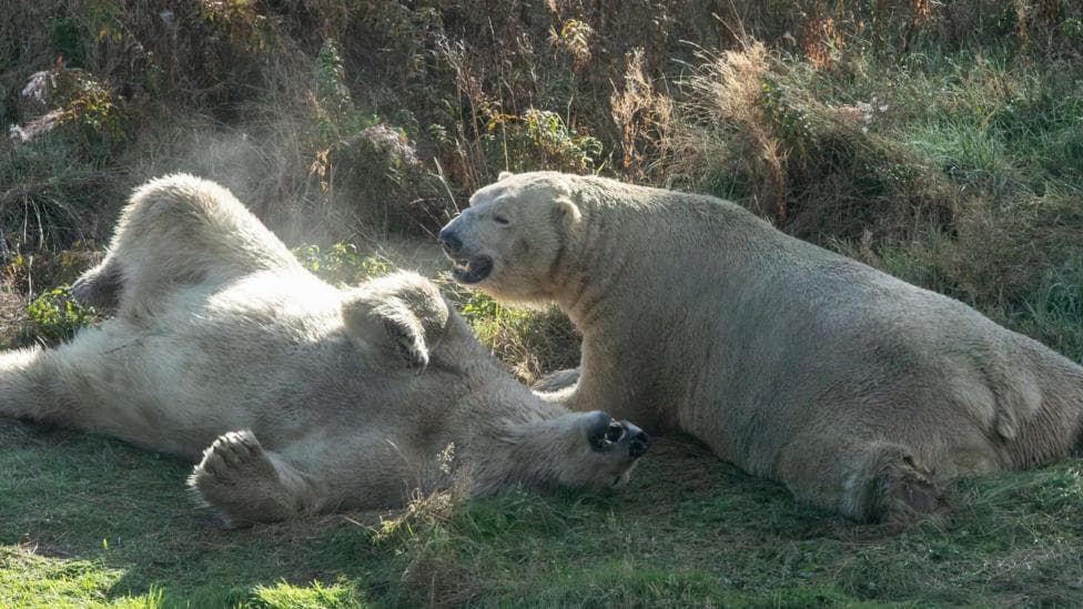 Polar bears Brodie and Luka. Brodie has rolled on to his back while Luka is lying on the ground with his legs stretched out.