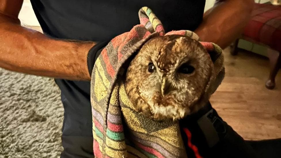 A small brown owl is wrapped in a striped multicoloured towel and being gently held indoors by a seated person wearing dark clothing. The owl's face is visible, looking directly toward the camera, while the towel covers most of its body. A wooden floor, rug and upholstered furniture can be seen in the softly lit background.