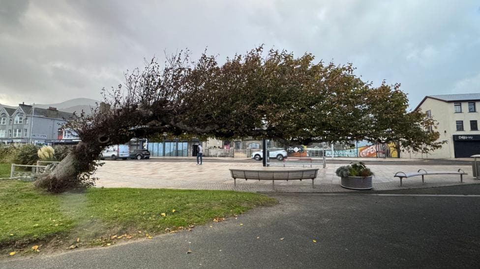 A tree bent over to the right. Benches are underneath it.