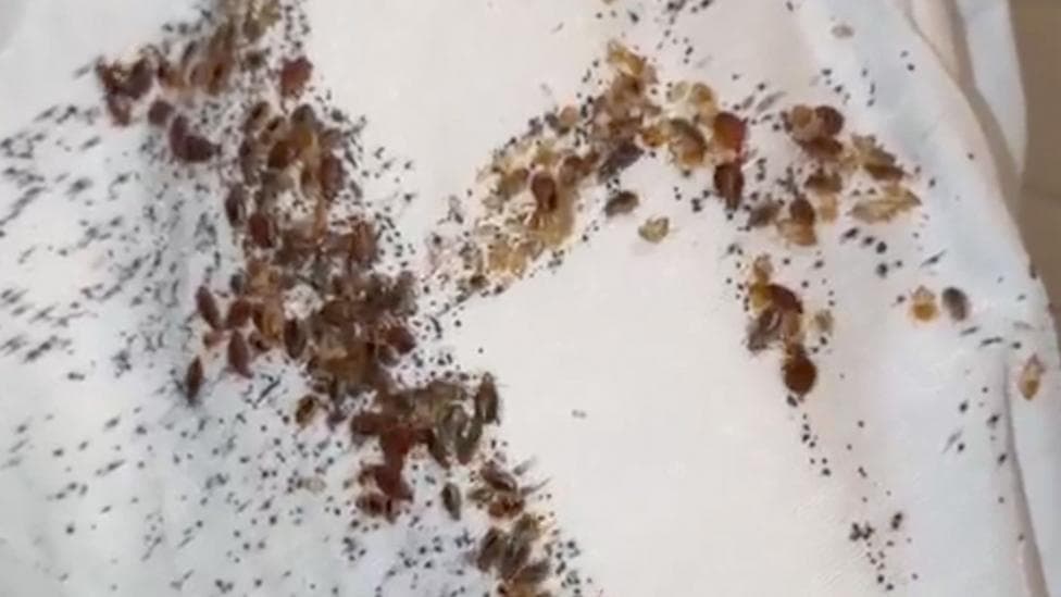 Bed bugs
