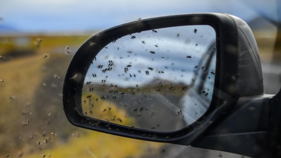 A close-up of a car's rear view mirror, covered in midges