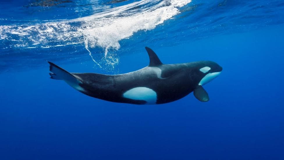An ocra dives beneath the surface of a blue sea. The orca has black and white markings on its body.