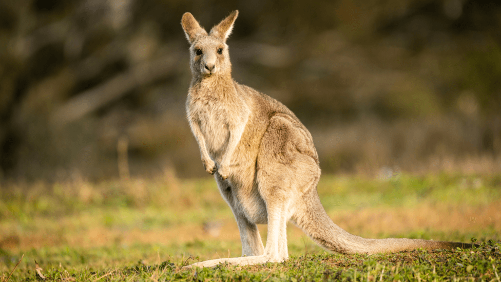 A wallaby stands on some grass in the sunshine. The background is blurred.