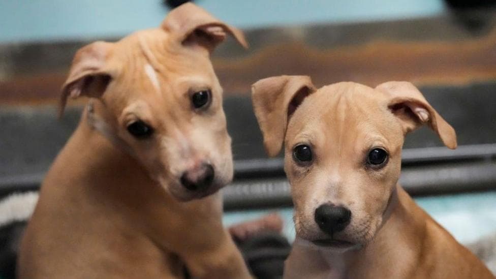 Two puppies with light coloured coats and black eyes.