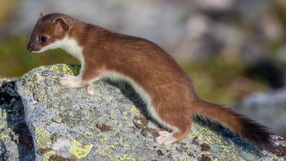 Brown and white stoat on a rock