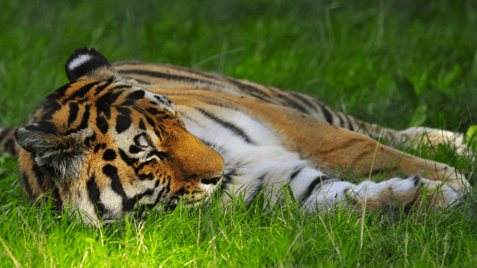 A tiger sprawled on grass.