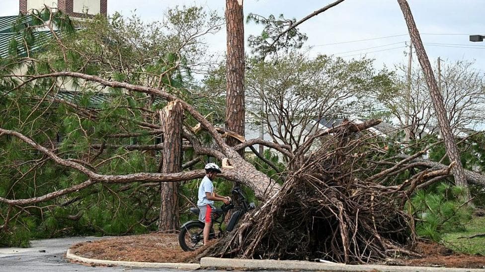 An uprooted tree is seen in Gulf Breeze, Florida