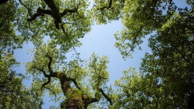The canopy of some trees.