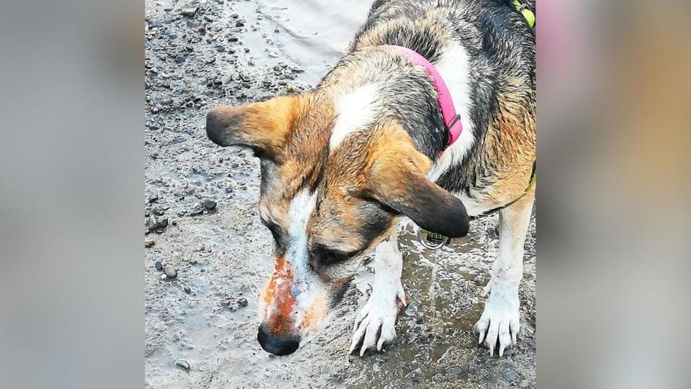 Misty just after emerging from the pool in Cefn, with her nose covered in an unidentified orange deposit which Donna and Pete said was all over her coat.