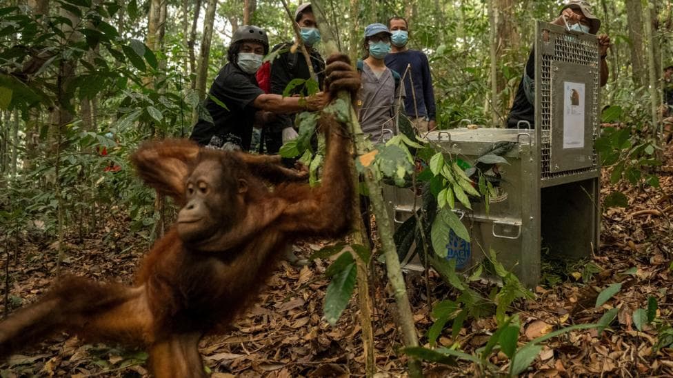 A teenage orangutan swings from a tree trunk after being released from a transport cage, as rescuers look on.