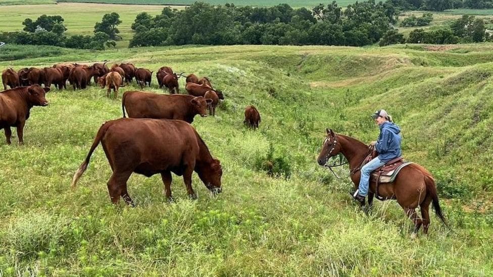 Yvette Mannon rides her horse on her ranch amidst her cattle grazing