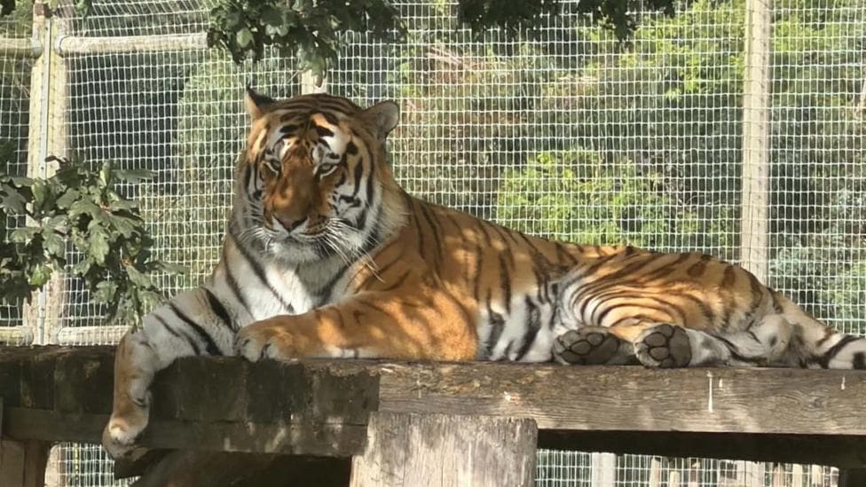 A tiger at Yorkshire Wildlife Park which attacked a man in the enclosure on Saturday.