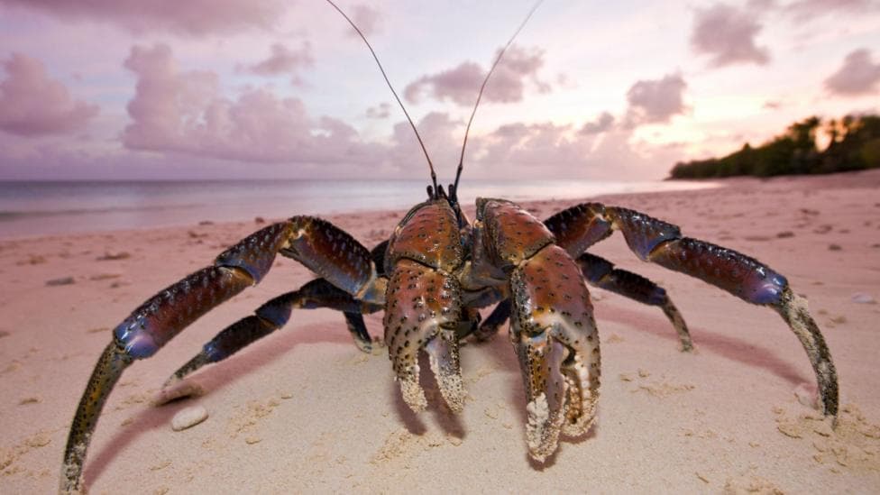 A coconut crab on a beach